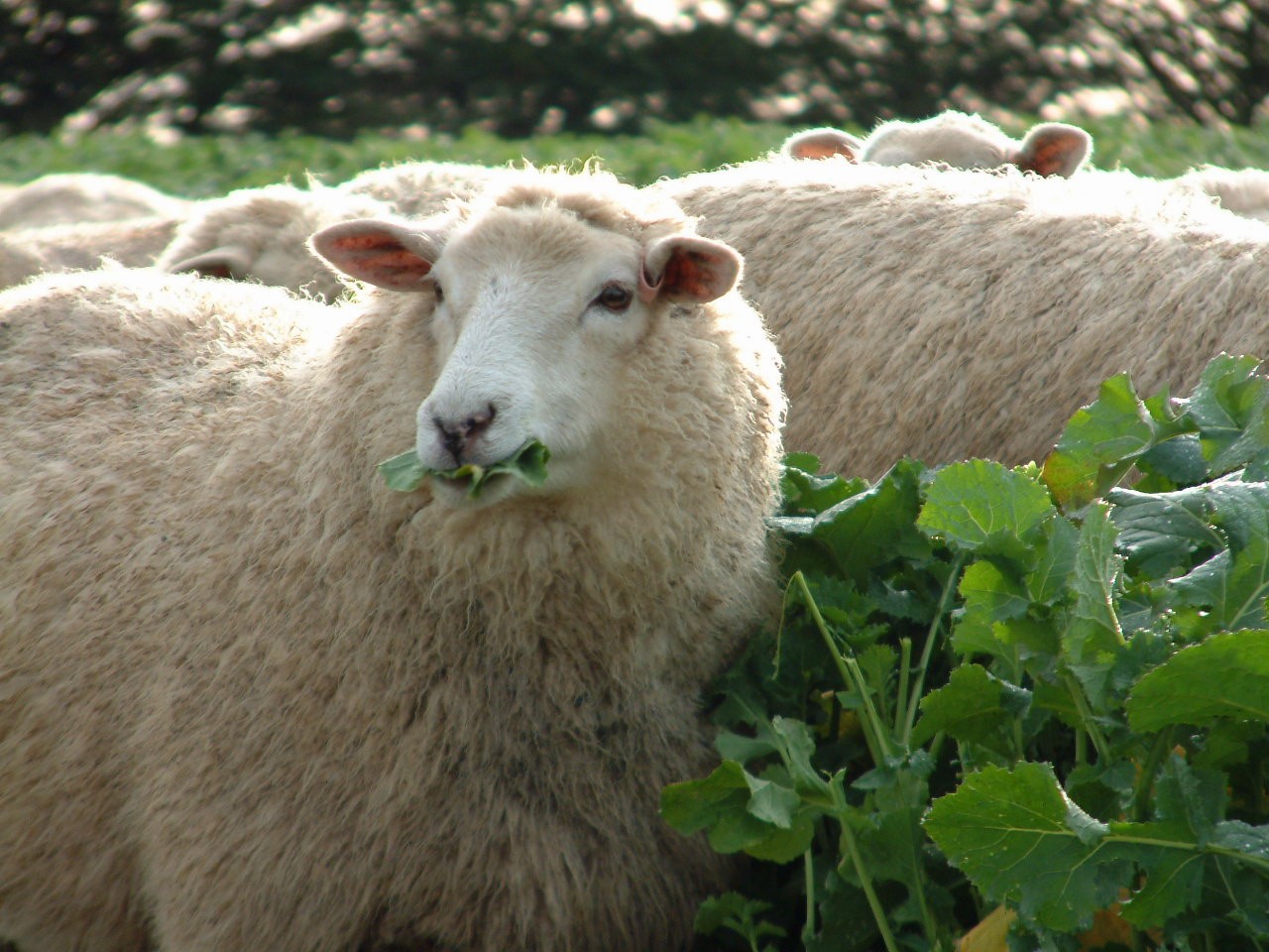 sheep eating grass in a field